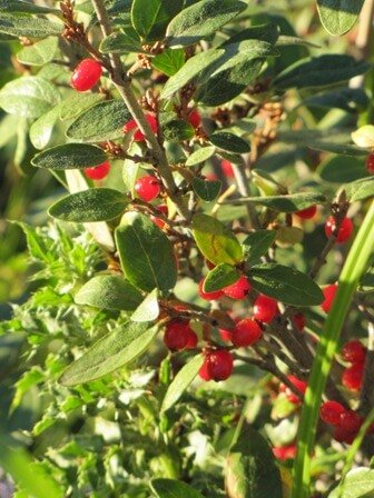 bear berries