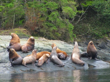 sea lions 