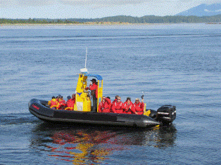 a whale watching tour around Tofino