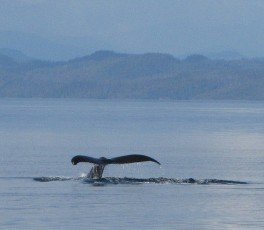 tail fluke humpback whale