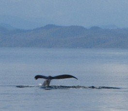 whale tail