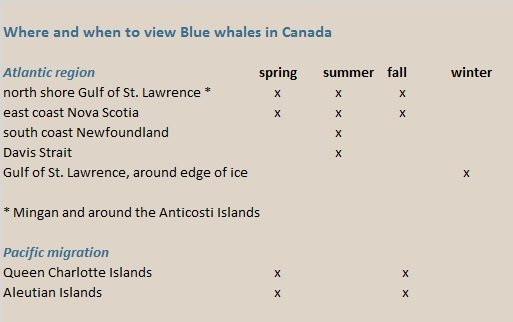 blue whales Canada
