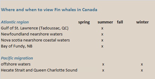 fin whales canada