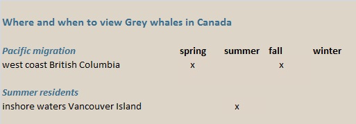 grey whales canada