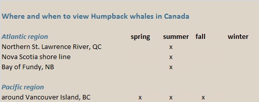 humpback whales Canada