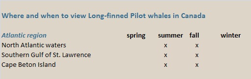 pilot whales canada
