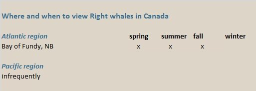 right whales canada