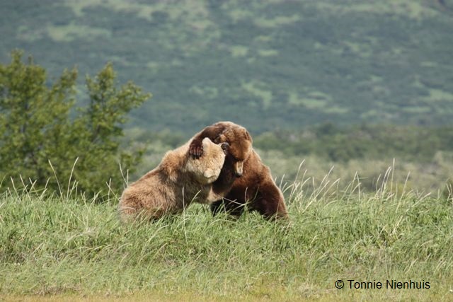 Ursus arctos horribilis